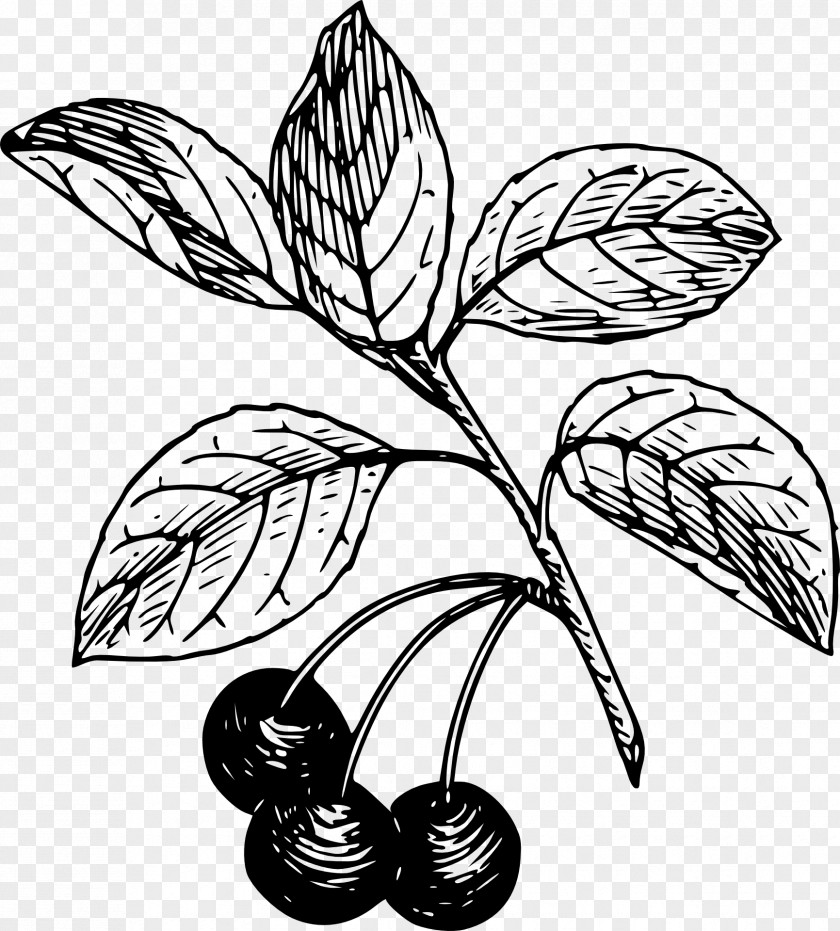 Clip Art Flower Fruit Plant Stem Leaf PNG