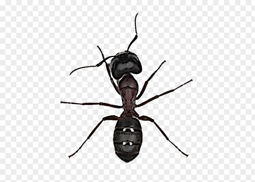 Insect Pest Carpenter Ant Membrane-winged PNG