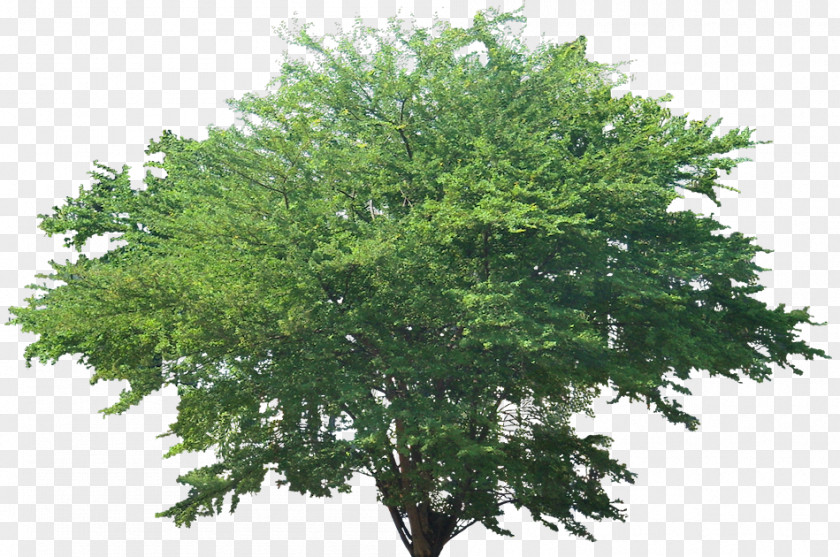Pithecellobium Dulce Tree Plant Acer Ginnala PNG