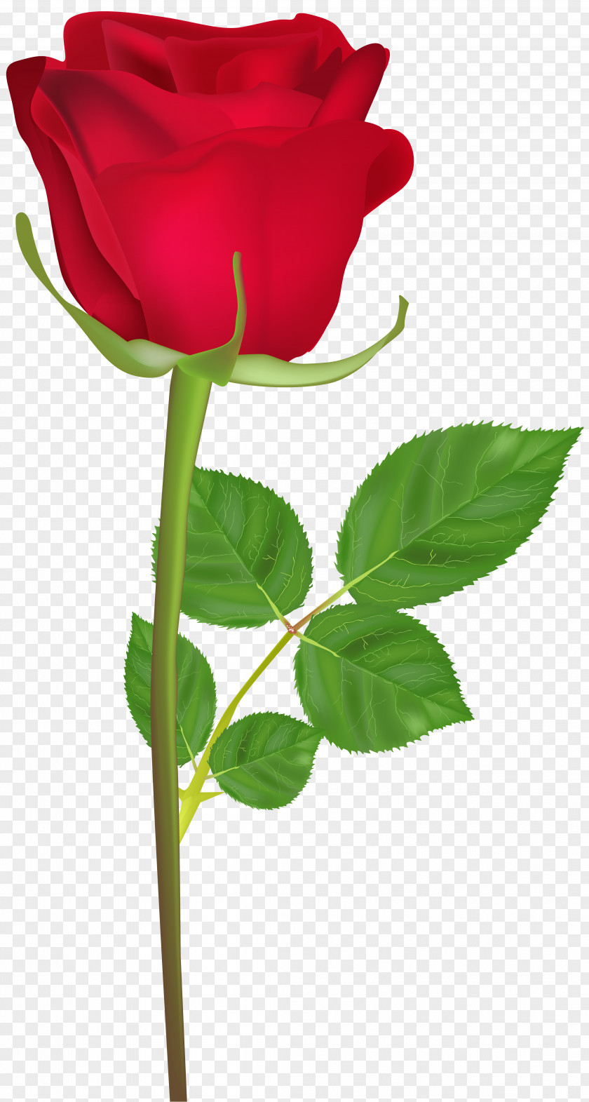 Rose With Stem Red Clip Art Image Garden Roses PNG