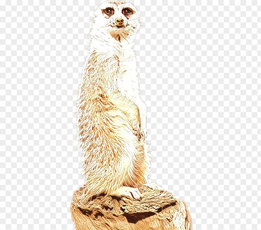 Whiskers Meerkat Fur PNG