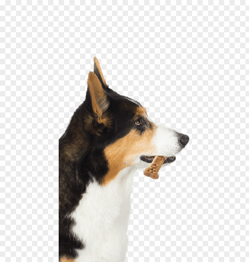 Canine Tooth Shetland Sheepdog Rough Collie Dog Breed Old English Milk-Bone PNG