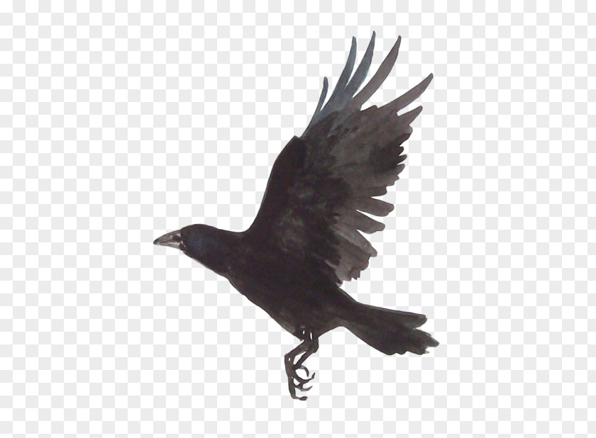 Japan Japanese Painting Drawing Common Raven PNG