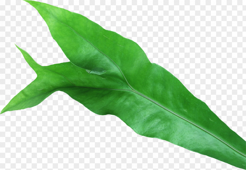 Leaf Mentha Spicata Plant Photography PNG