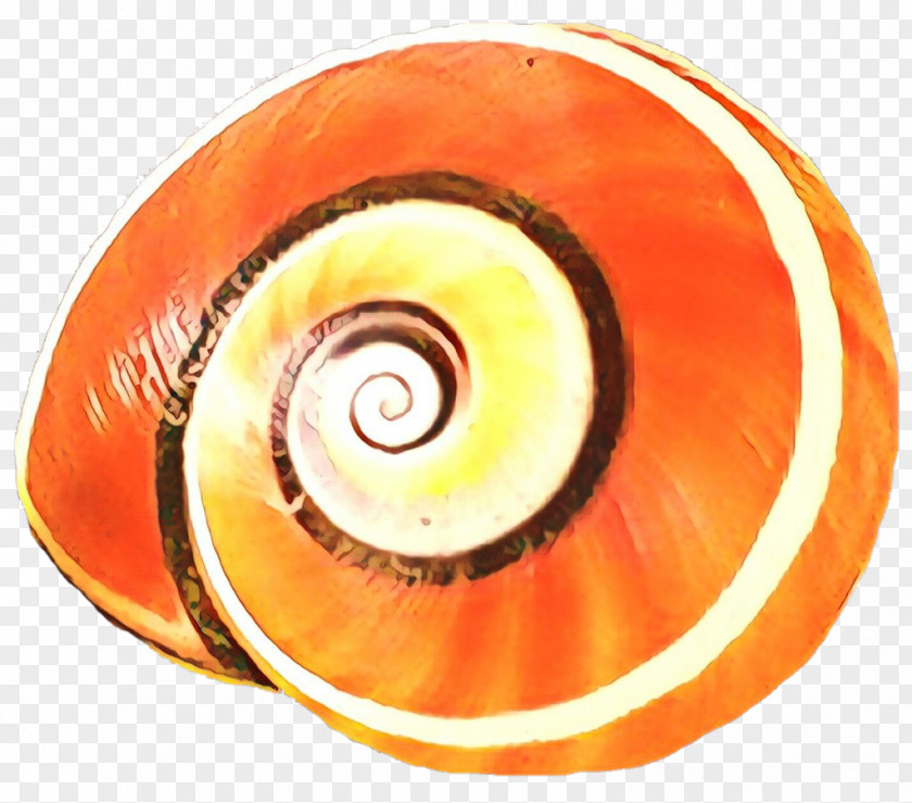 Nautiluses Eye Close-up Invertebrate Fahrenheit PNG