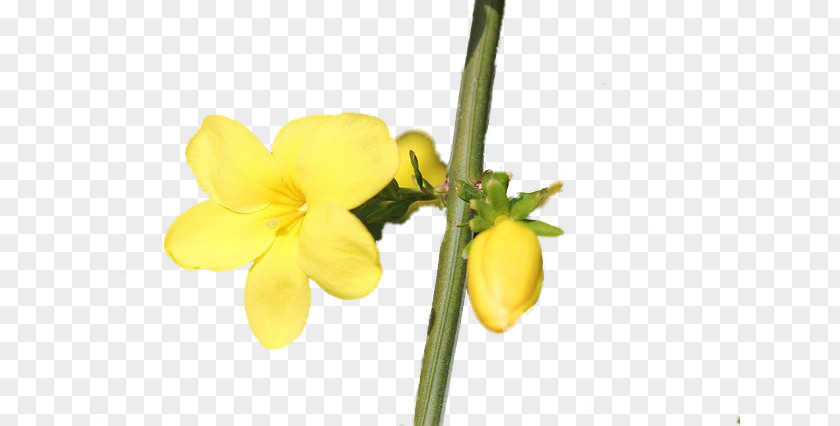 Forsycje Rapeseed PNG