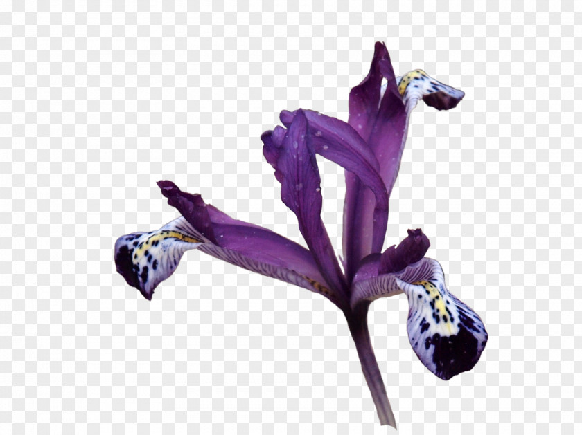 Purple Gem Perfume Nina Ricci Fashion Aroma L'Air Du Temps PNG