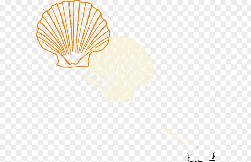 Seashells Vector Coloring Book Seashell Clam Drawing PNG