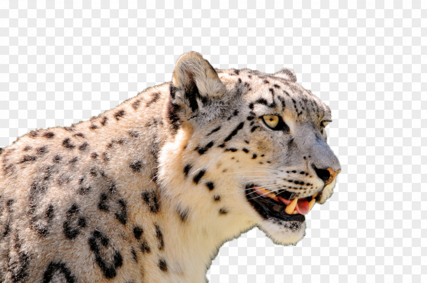 Snow Leopard Stares Far Away Display Resolution 1080p High-definition Television Wallpaper PNG