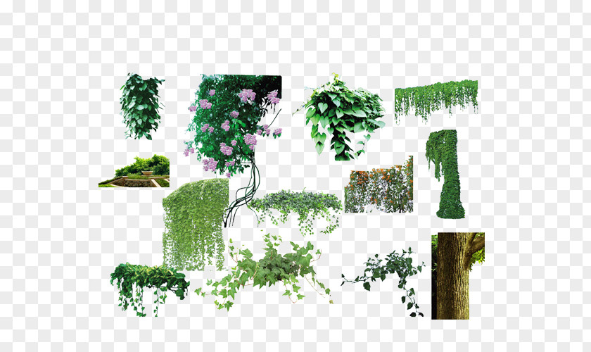 Vine Flowers And Trees Collection Tree Plant Flower PNG