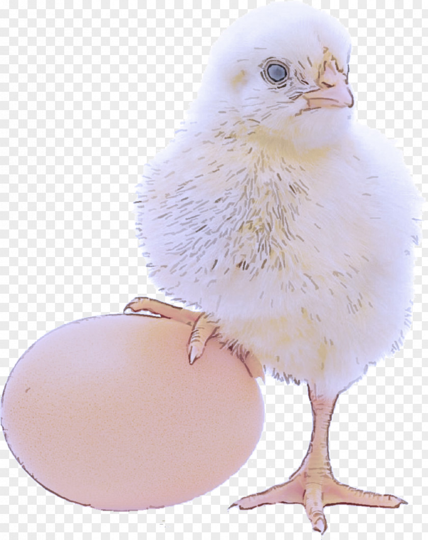 Feather Poultry Egg PNG