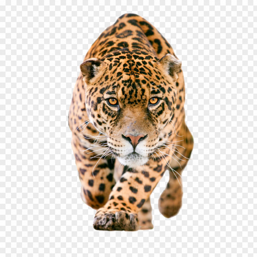 Leopard Jaguar Clip Art PNG