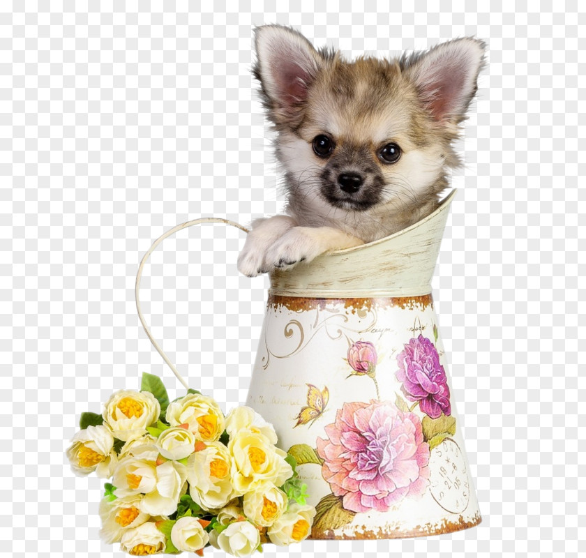 Roses And Teacup Dogs Havanese Dog Chihuahua Puppy Cat Pet PNG