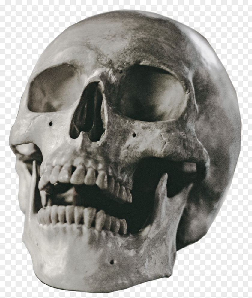 Skull Stock Art PNG