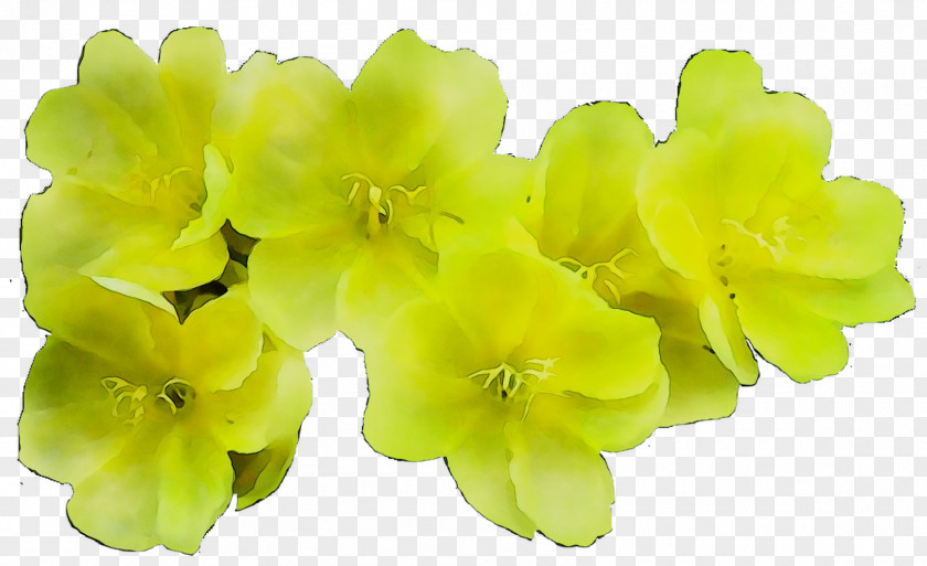 Yellow Herbaceous Plant Flowering Plants PNG