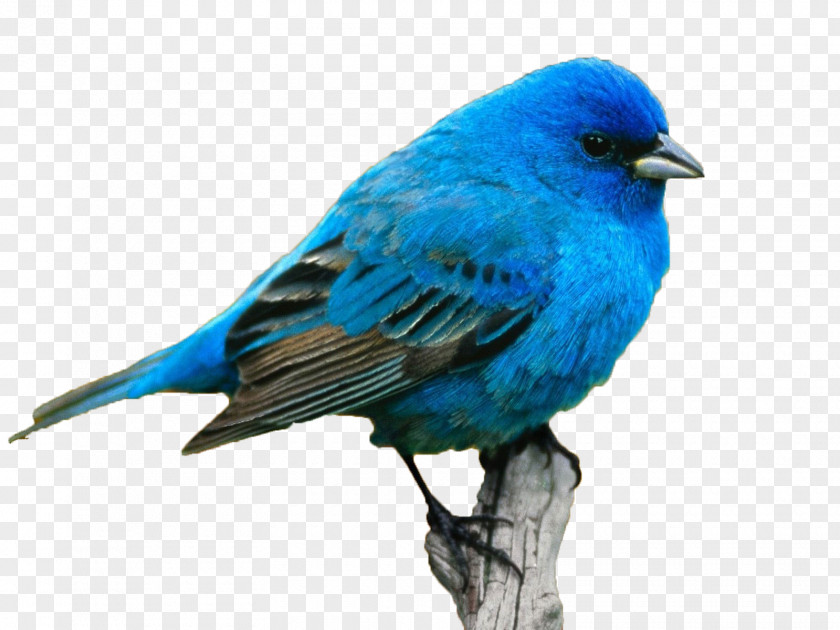 Blue Bird Name Color Meaning Personality Idea PNG