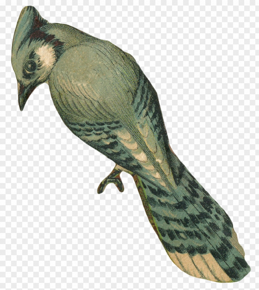 Blue Bird Parrot Desktop Wallpaper Jay Clip Art PNG