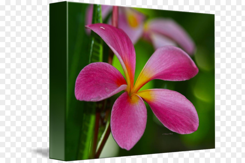 Frangipani Wildflower Flora Petal Plant PNG