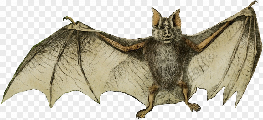 Mouse Eared Bat Common Pipistrelle Vampire Little Brown Myotis Big PNG
