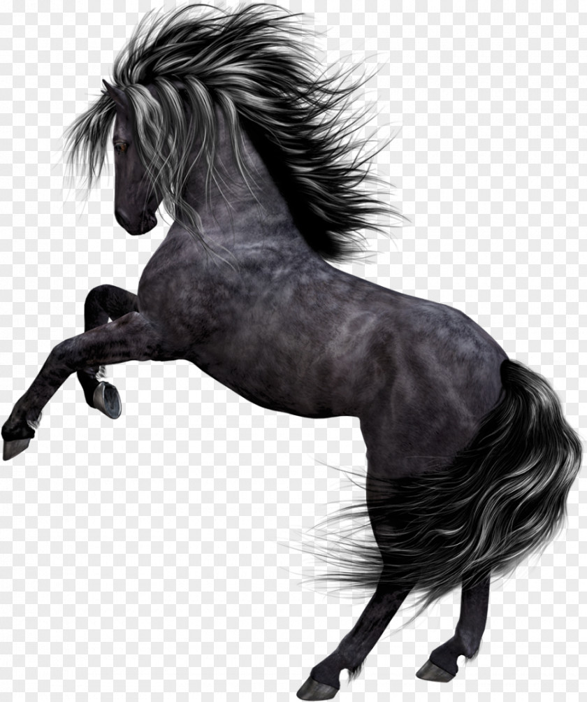 Mustang Akhal-Teke Arabian Horse Stallion Pony PNG