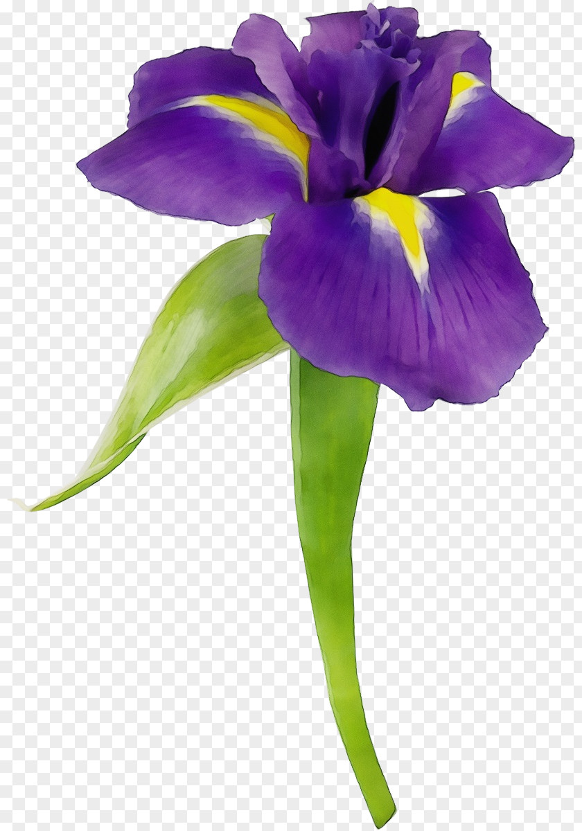 Viola Iris Family Flower Flowering Plant Petal Violet Purple PNG