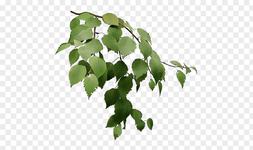 Ivy Family Canoe Birch Tree Background PNG