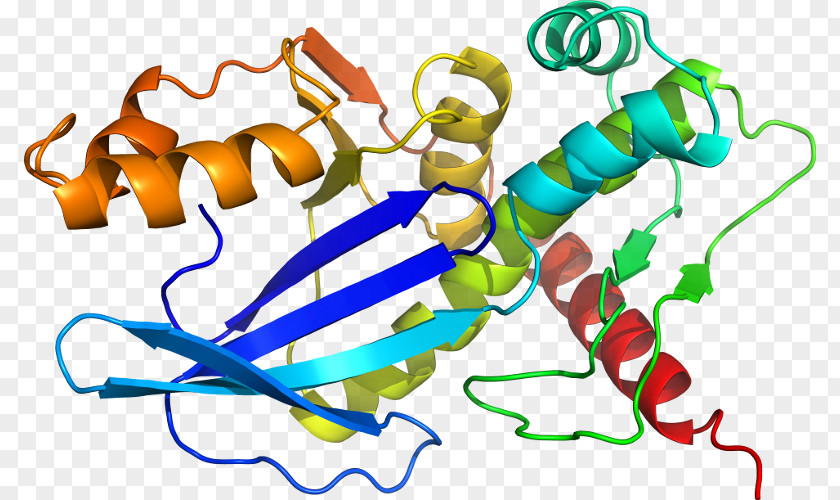 SAT1 Protein X Chromosome Gene Enzyme PNG