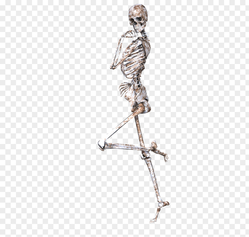 Skeleton Human Bone Body Skull PNG
