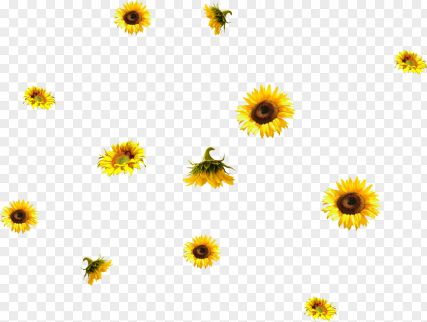 Sunflower Common PhotoScape PNG