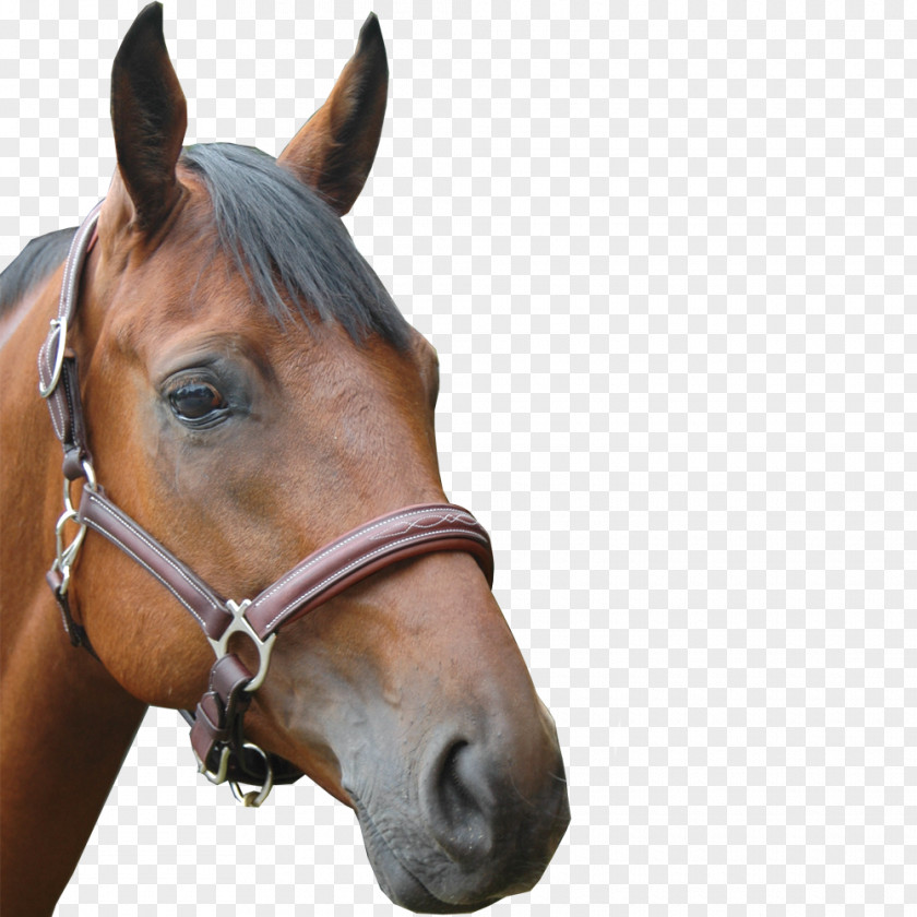 Horse Halter Chetak Leather Equestrian PNG