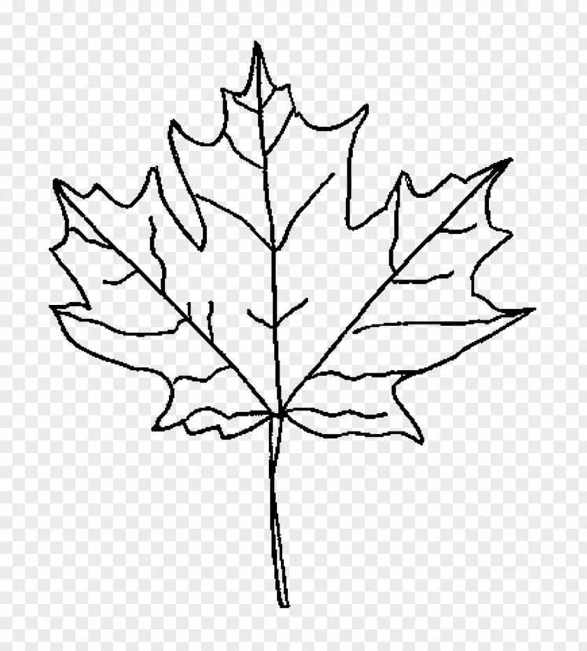 Leaf Maple Drawing Red Clip Art PNG
