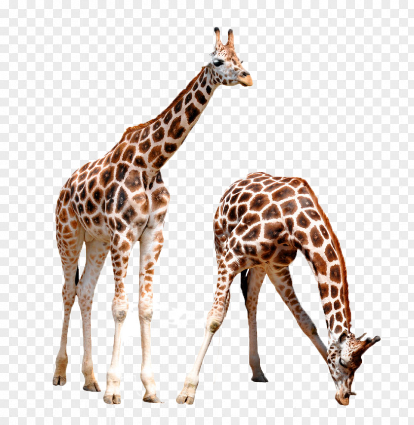 Two Giraffes Giraffe Lynx Animal Wildlife PNG