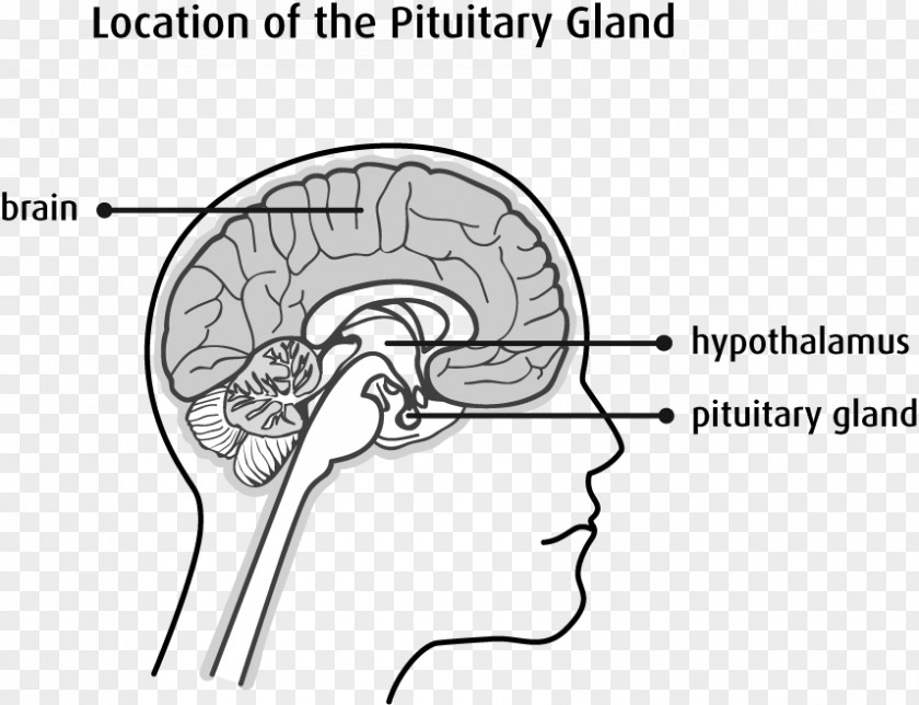 Adrenal Gland Pituitary Hypothalamus Endocrine Posterior PNG