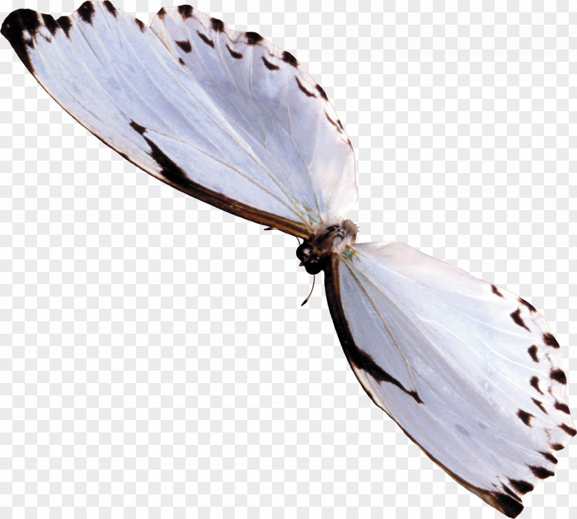 Blue Butterfly Insect PhotoScape PNG