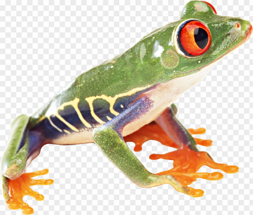 Frog Image Common PNG