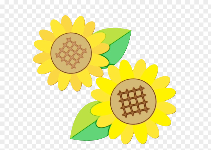 Wildflower Daisy Family Summer Flower Background PNG