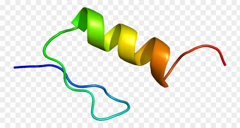 ZFY Zinc Finger Protein Y Chromosome Human PNG