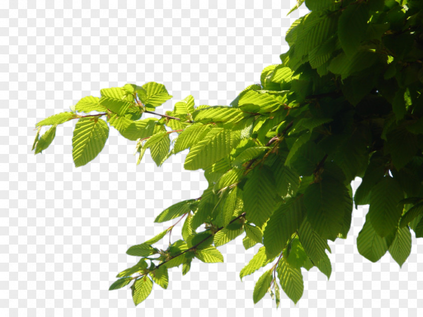 Branch Images Tree Computer File PNG
