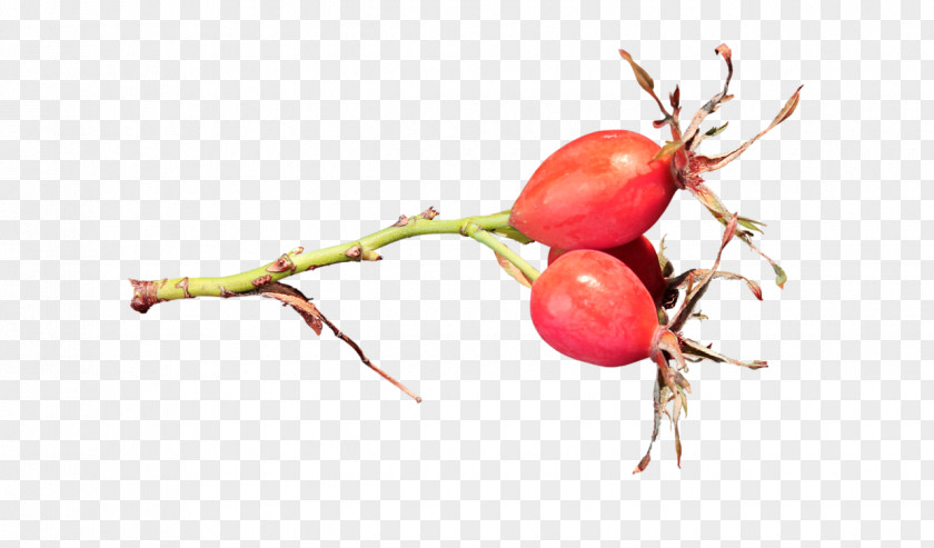 Cranberry Rose Hip Food Fruit PNG