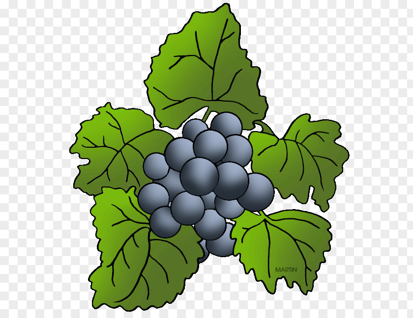 Damson Seedless Fruit Concord Grape Wine Kyoho Leaves PNG
