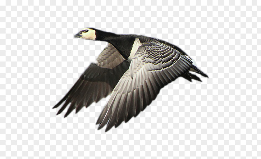 Earth/flight/train Goose Duck Fauna Beak Vulture PNG