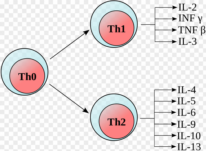 Lymphocyte T Helper Cell Th1 Polaryzacja Immunologiczna PNG