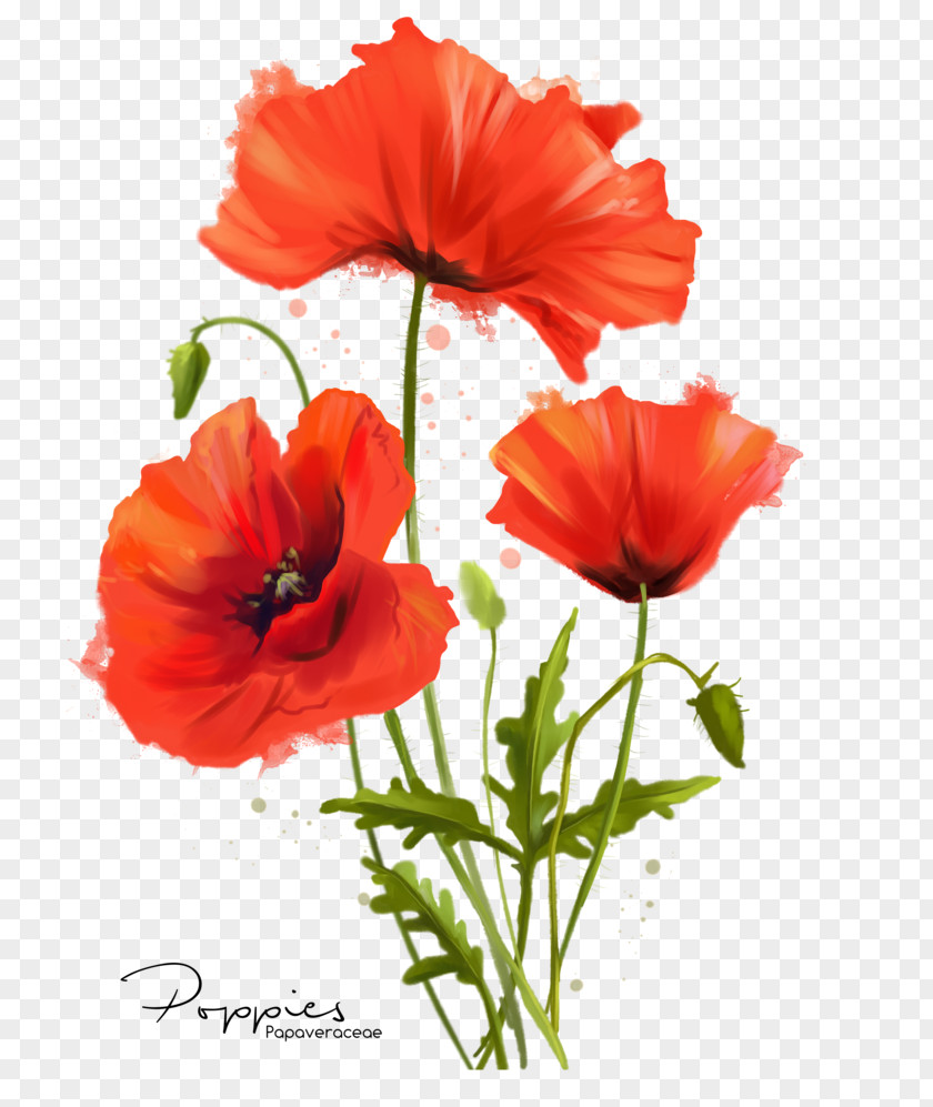 Poppies Drawing Common Poppy Flower Watercolor Painting PNG