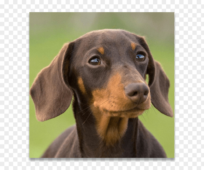 Puppy Austrian Black And Tan Hound Coonhound Polish Hunting Dog Dachshund German Pinscher PNG