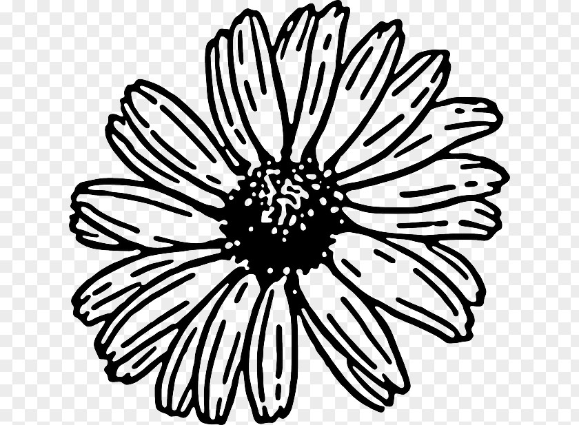 Simple Daisy Cliparts Transvaal Common Free Content Clip Art PNG