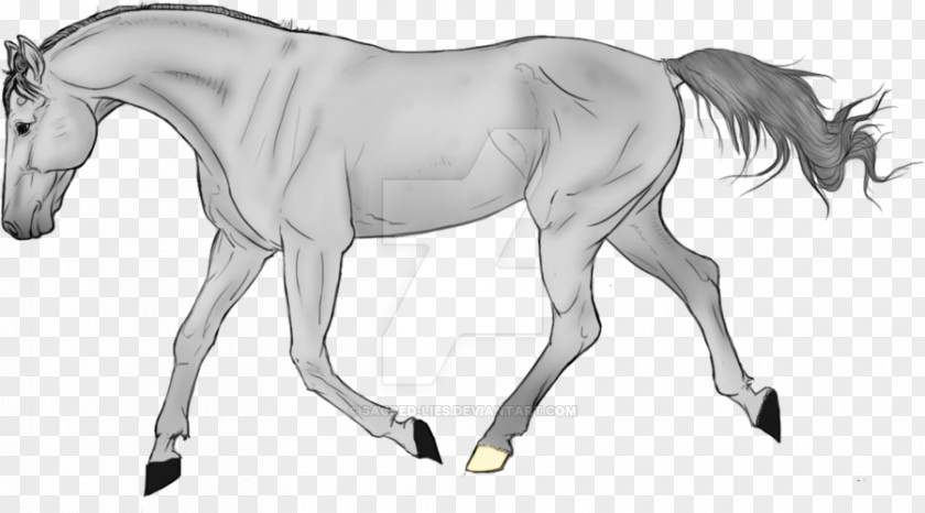Tail Colt Horse Cartoon PNG