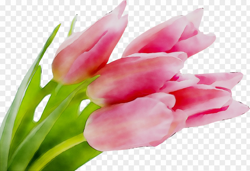 Desktop Wallpaper Tulip Image Flower Pink PNG