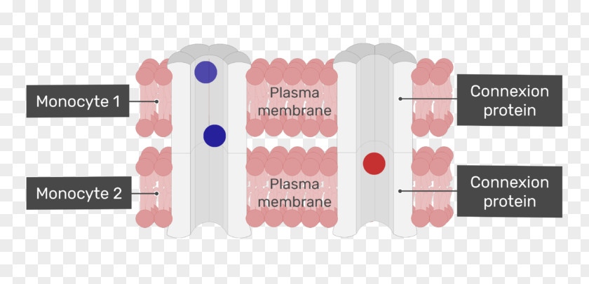 Muscle Tissue Gap Junction Ion Exchange Action Potential Cardiac PNG