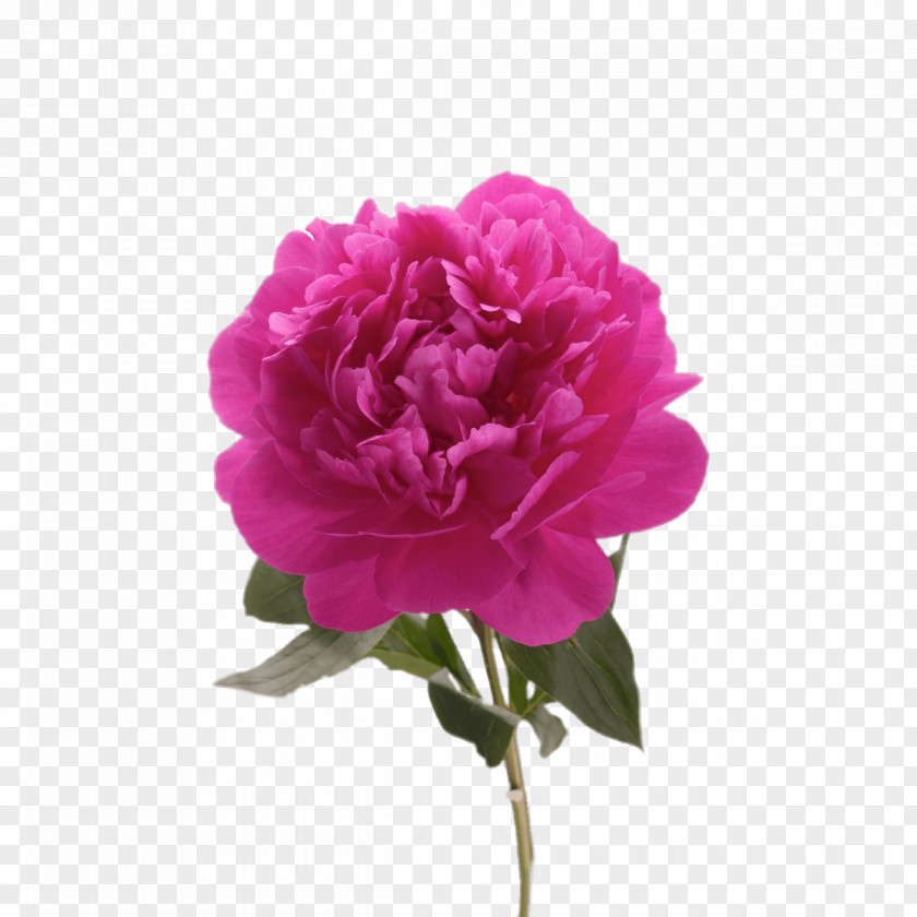 Peony Garden Roses Image Drawing PNG