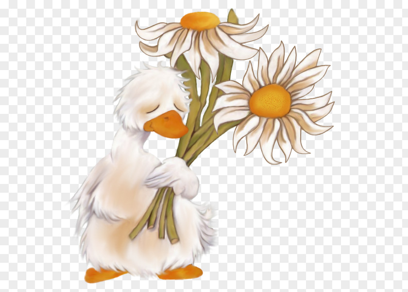 Daisy Prayer Get Well Thought Wish PNG